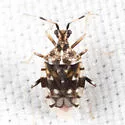 Stethoconus praefectus - photo 2