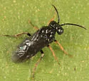 Stethomostus fuliginosus - Stethomostus fuliginosus
