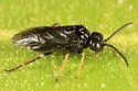 Stethomostus fuliginosus - photo 2