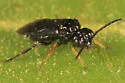 Stethomostus fuliginosus - photo 3