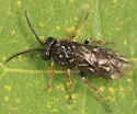 Stethomostus fuliginosus - photo 4