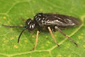 Stethomostus fuliginosus - photo 5