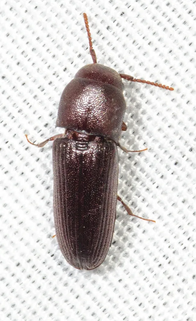 Stethon pectorosus - photo 2