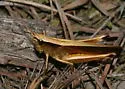Southern Sedge Grasshopper