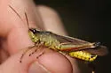 Southern Sedge Grasshopper - photo 2