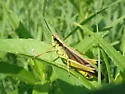 Southern Sedge Grasshopper - photo 3