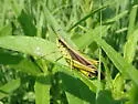 Southern Sedge Grasshopper - photo 4