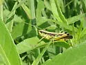 Southern Sedge Grasshopper - photo 5