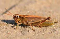Graceful Sedge Grasshopper