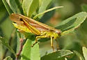 Graceful Sedge Grasshopper - photo 2