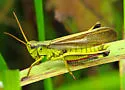Graceful Sedge Grasshopper - photo 3
