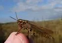 Graceful Sedge Grasshopper - photo 4