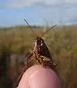 Graceful Sedge Grasshopper - photo 5