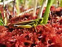 Striped Sedge Grasshopper
