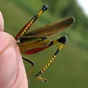 Striped Sedge Grasshopper - photo 2