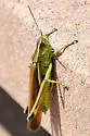 Striped Sedge Grasshopper - photo 3