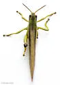 Striped Sedge Grasshopper - photo 4