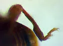 Stethorhanis borealis - photo 4