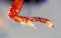 Stethorhanis borealis - photo 5