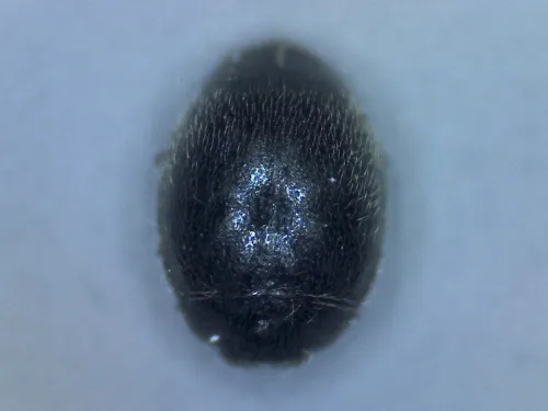 Stethorus pusillus