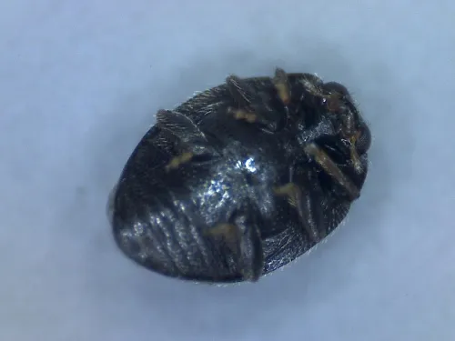Stethorus pusillus - photo 2
