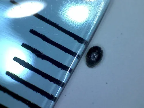 Stethorus pusillus - photo 3