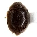 Stethorus utilis