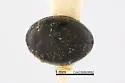 Stethorus utilis - photo 2