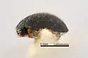 Stethorus utilis - photo 3