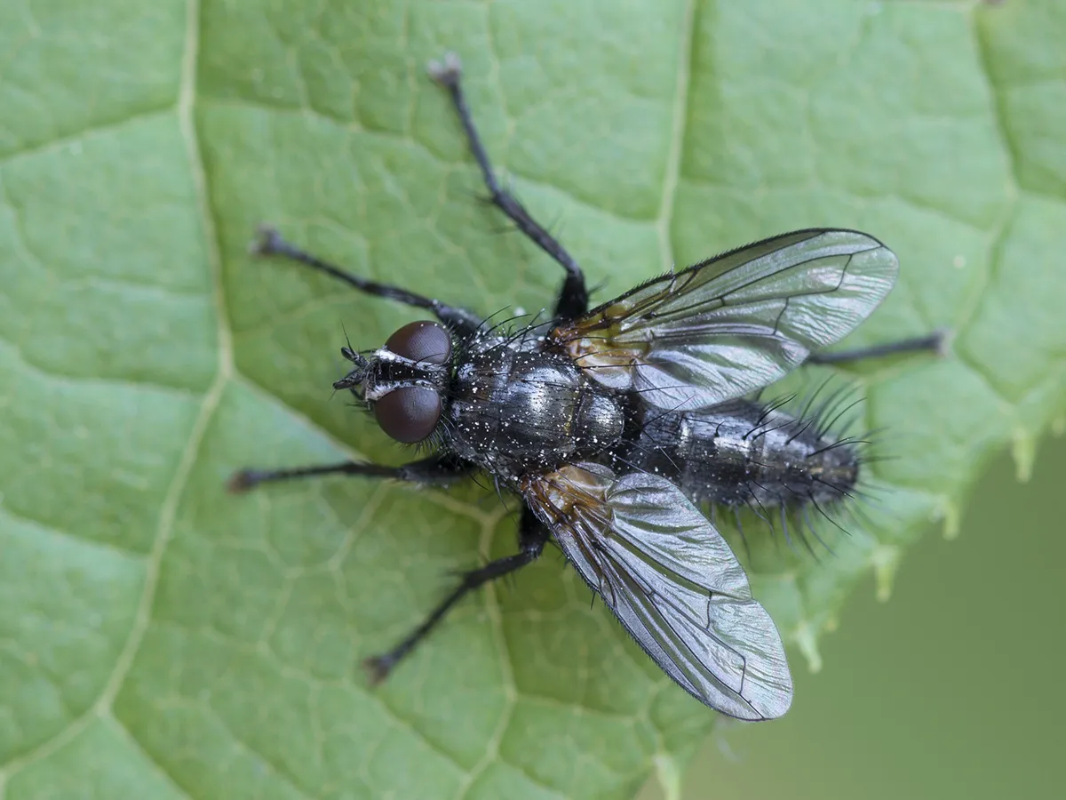 Stevenia atramentaria - photo 2