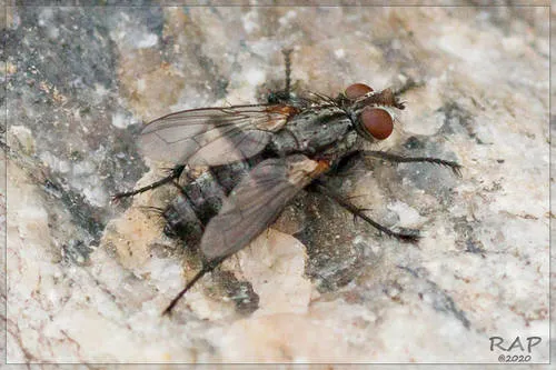 Stevenia deceptoria