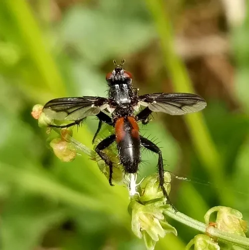 Stevenia lateralis
