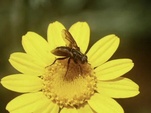Stevenia obscuripennis
