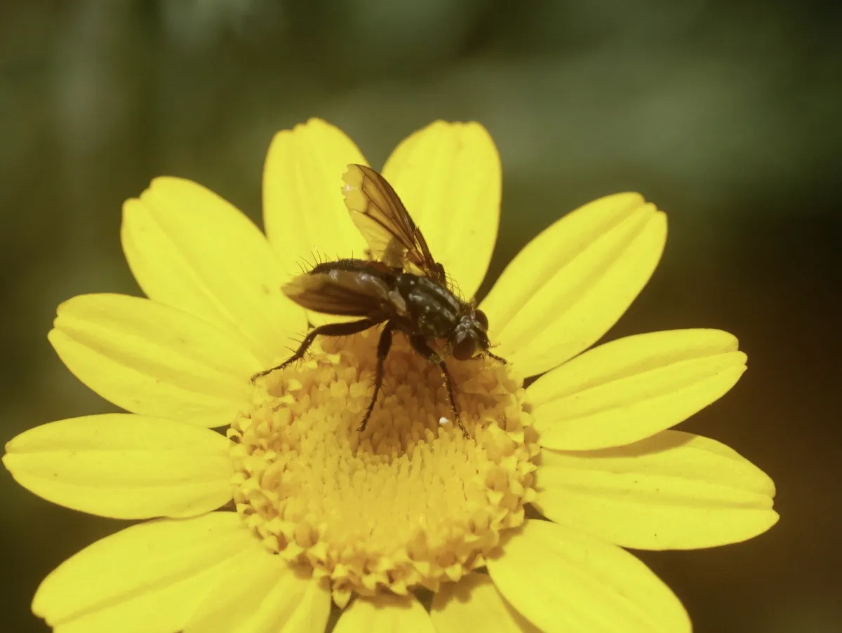 Stevenia obscuripennis - photo 3