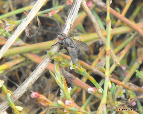 Stevenia umbratica