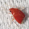 Sthenaropsidea mcateei