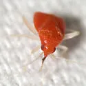 Sthenaropsidea mcateei - photo 2