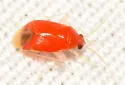 Sthenaropsidea mcateei - photo 3