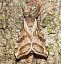 Silver-spotted Ghost Moth - Hodges#0018