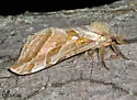 Silver-spotted Ghost Moth - Hodges#0018 - photo 2
