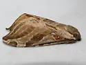 Silver-spotted Ghost Moth - Hodges#0018 - photo 3