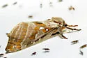 Silver-spotted Ghost Moth - Hodges#0018 - photo 4