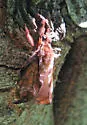 Gold-spotted Ghost Moth - Hodges#0022
