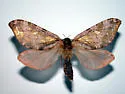 Gold-spotted Ghost Moth - Hodges#0022 - photo 2