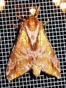 Gold-spotted Ghost Moth - Hodges#0022 - photo 3