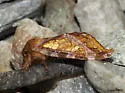 Gold-spotted Ghost Moth - Hodges#0022 - photo 4