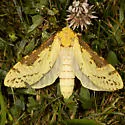 Willow Ghost Moth - Hodges#0021 - photo 2