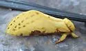 Willow Ghost Moth - Hodges#0021 - photo 3