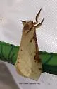 Willow Ghost Moth - Hodges#0021 - photo 4