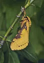 Willow Ghost Moth - Hodges#0021 - photo 5